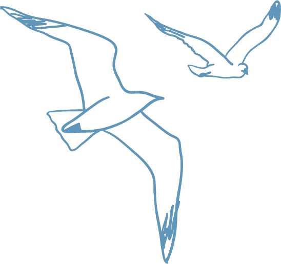 gaviotas